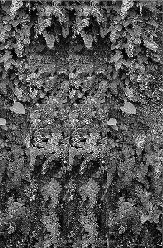 Cover: Haus Gogol: Eine Traumgeschichte