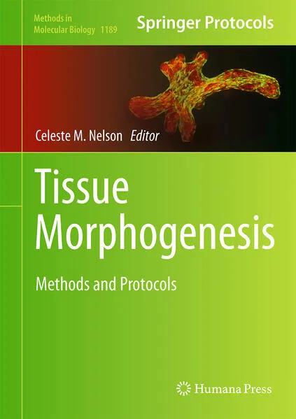 Tissue Morphogenesis