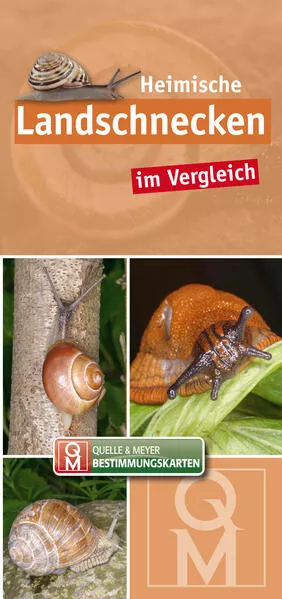 Heimische Landschnecken im Vergleich