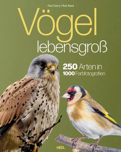 Vögel lebensgroß