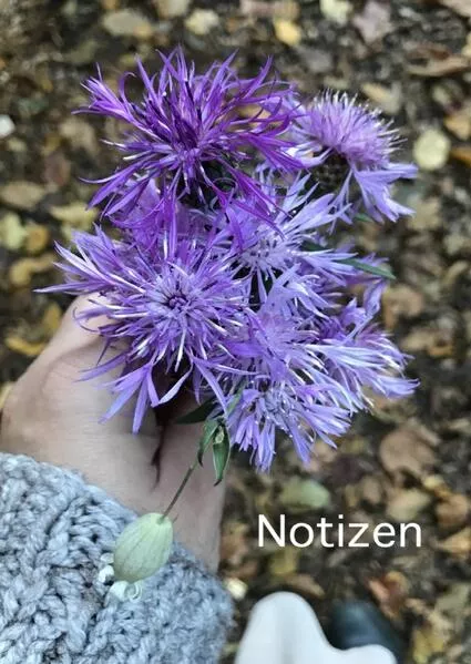 Notizen