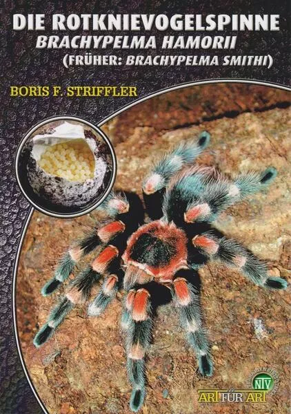 Die Rotknievogelspinne