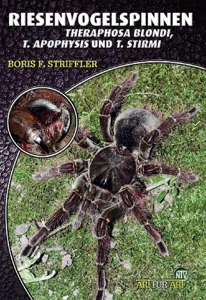 Riesenvogelspinnen